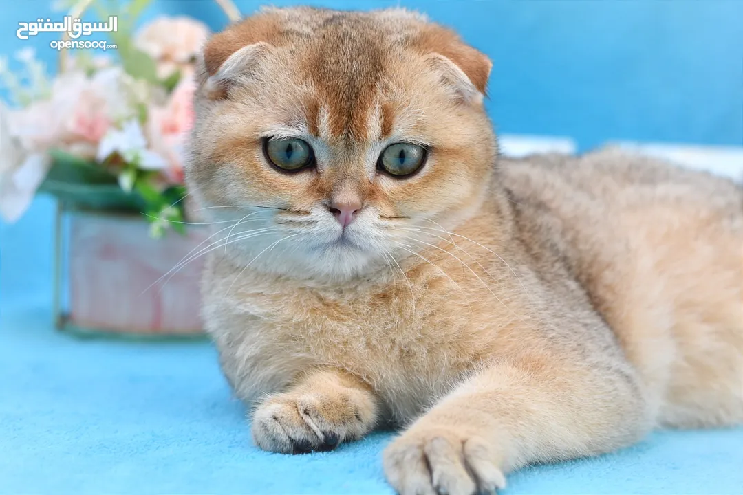 Scottish fold