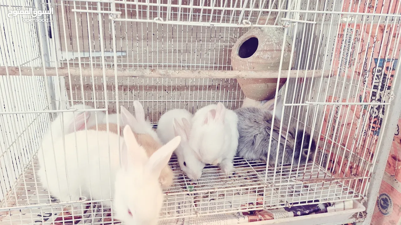 RABBITS FOR SALE