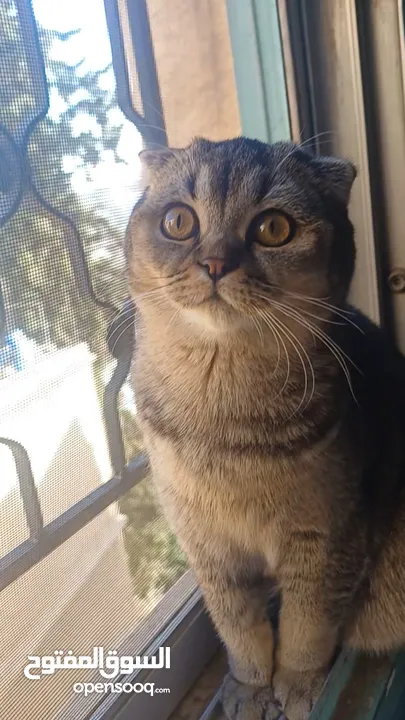سكوتش فولد scottish fold