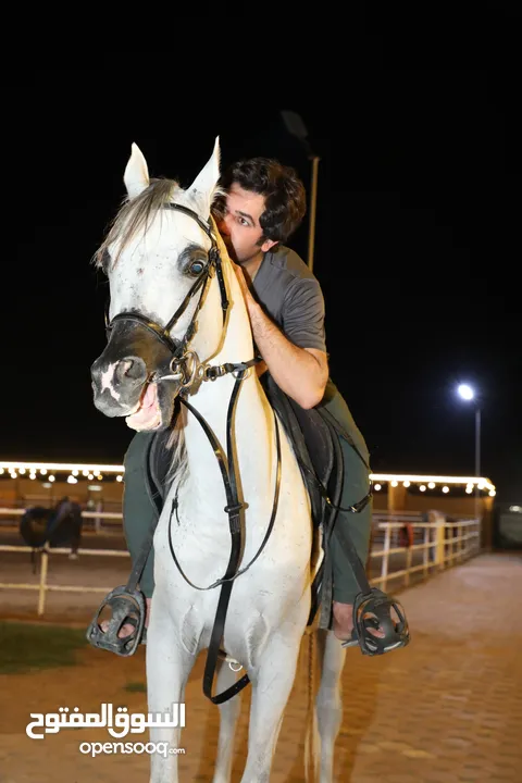 Arabic Horse