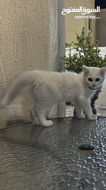 ذكر شيرازي Male persian