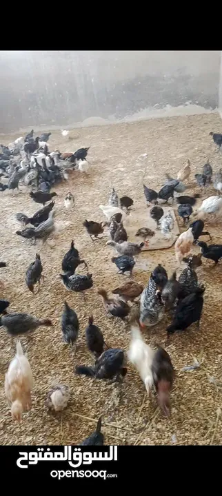 صيصان بلدي عمر شهر ونص