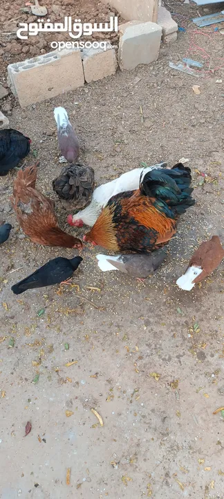 دجاج للبيع