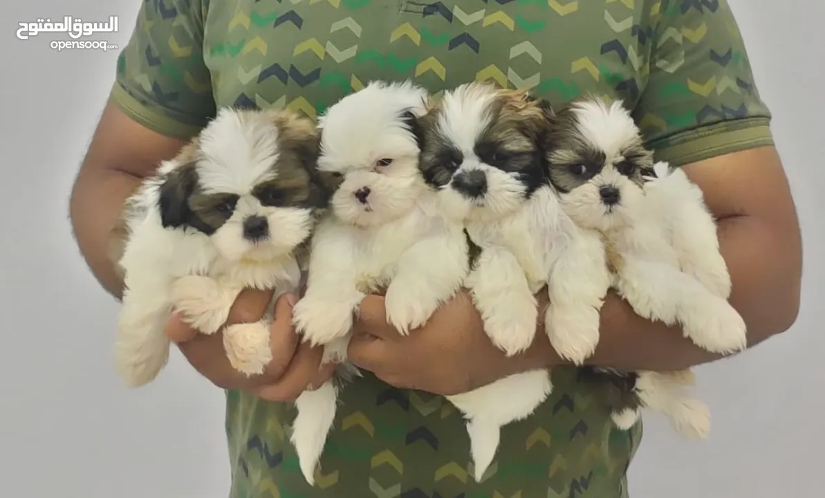 High quality pure Shihtzu puppies