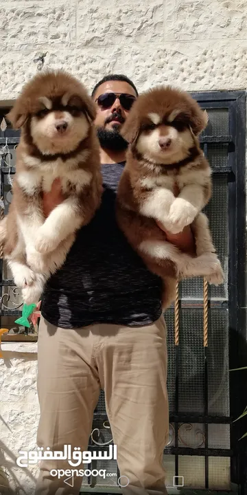 Pomeranian   Samoyed    Giant Malamute