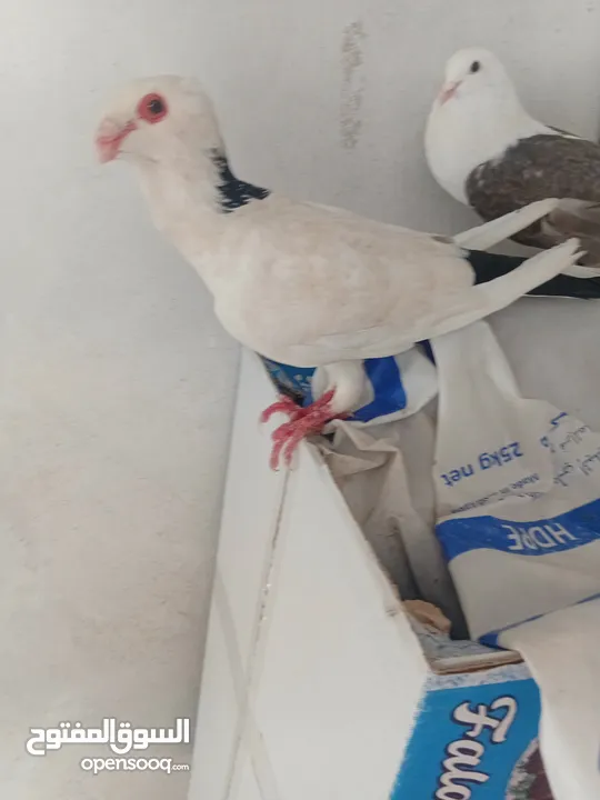 0حمام  طوابير تنتين منفاخ قلم وعجميه ذنبها اعصر شغلات ويوجد كمان غيرهن 19بين طوابير وفخول زق وكش