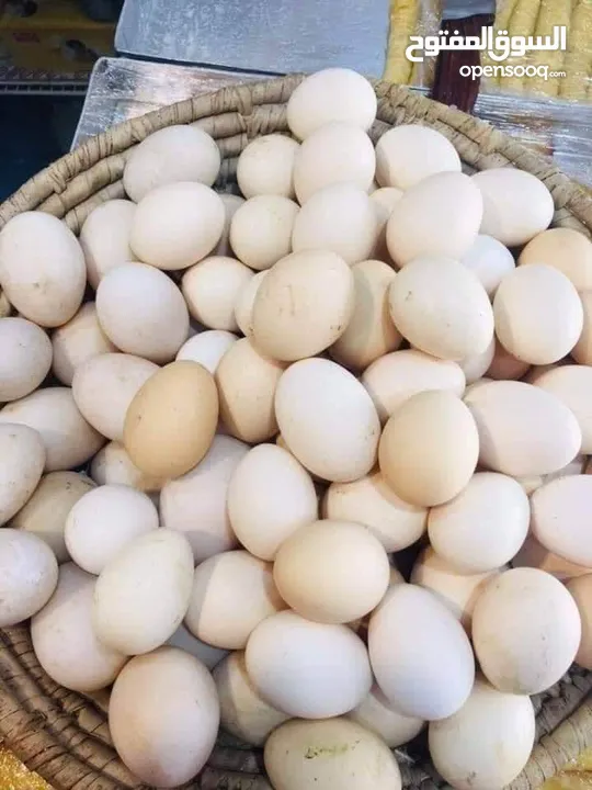 بيض عرب سعر طبقه 10 الف ممتاز جدا تغذيه نباتيه طبيعيه