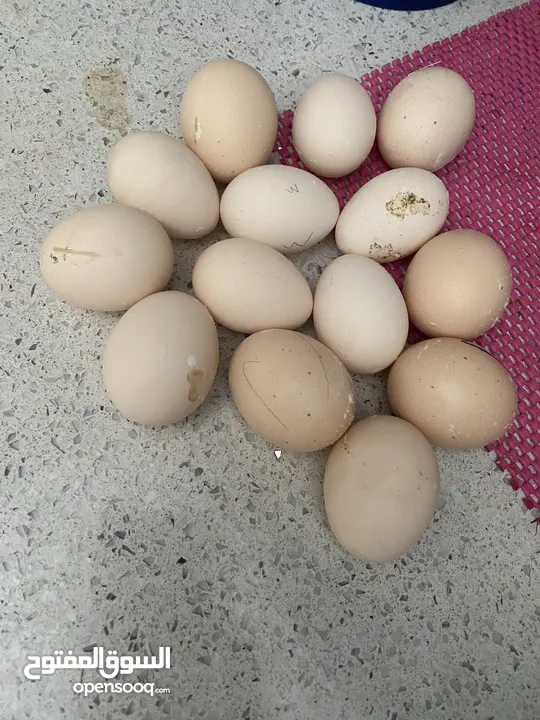 دجاج عدد2 مع ديج مع 14 بيضة