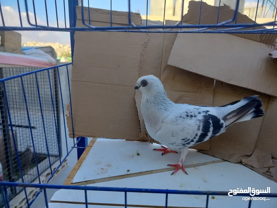 حمام بلدي وانواع اخره   بحاله ممتازة شغالات 12جوز وهاي بعض الصور