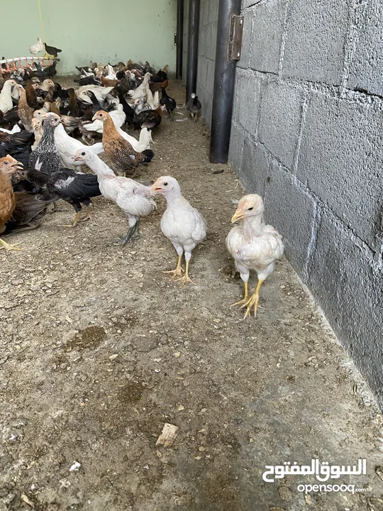 للبيع دجاج عماني هجين فرنسي