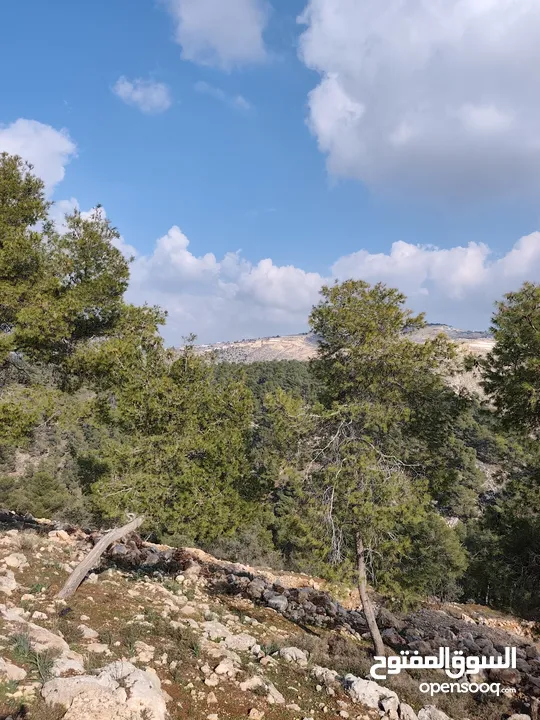 أرض للبيع في الصفا ذات اطلالة على الأحراش