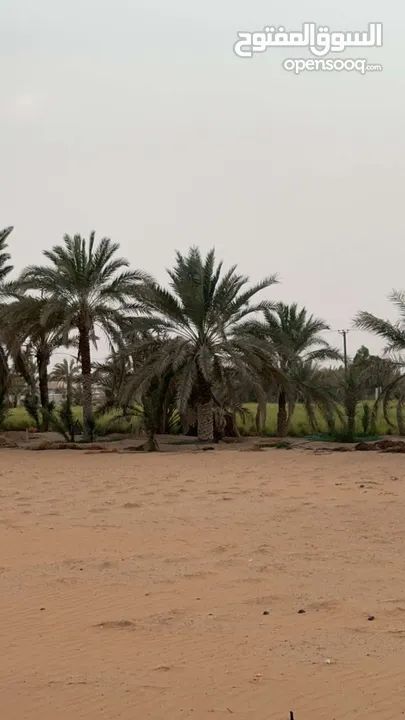 مزرعه جاهزة للبيع السعر نهائي