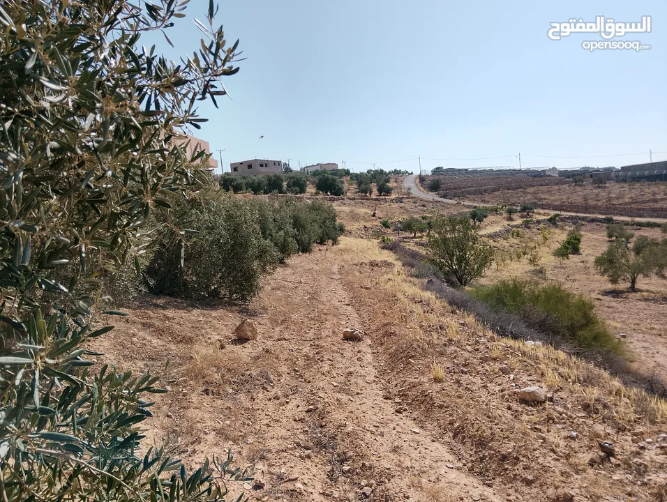 لقطة ؛ أرض زراعية مع غرفة على حدود الطفيلة والكرك ، تصلح للاستثمار كمزرعة سياحية أو منتجع سياحي