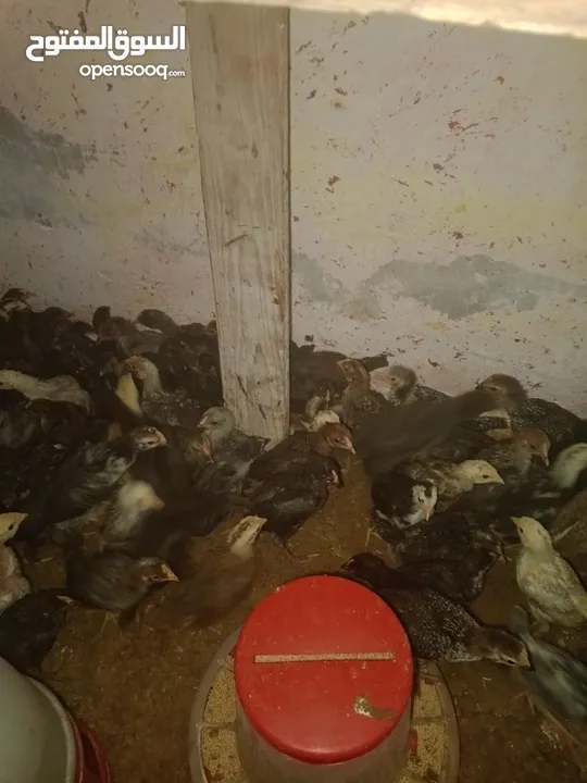 صوص دجاج بلدي للبيع