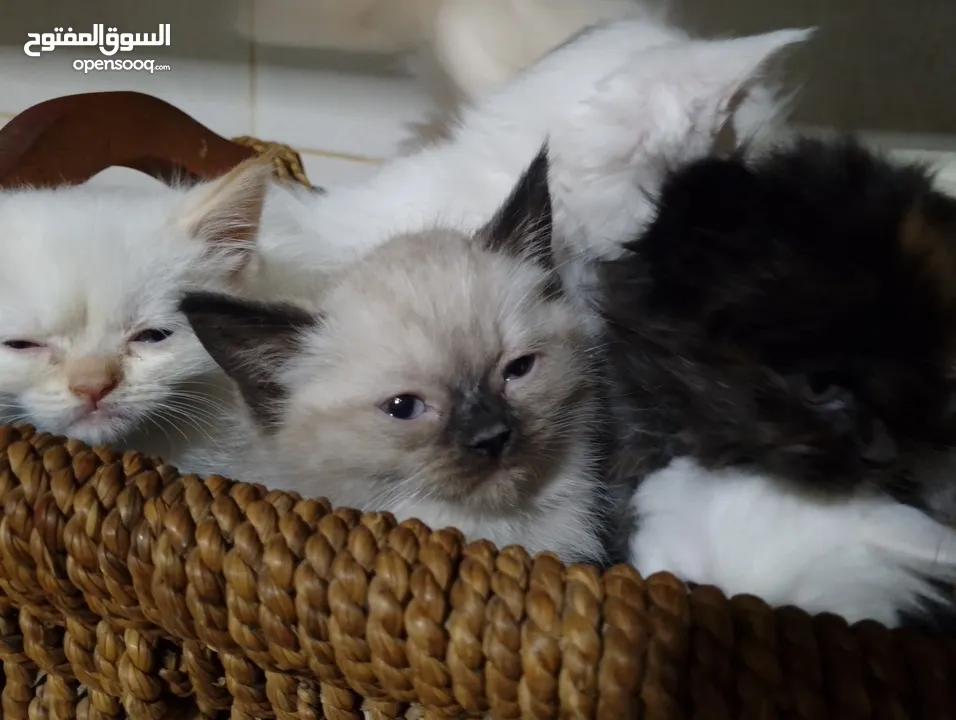 قطط للبيع السعار مشكله