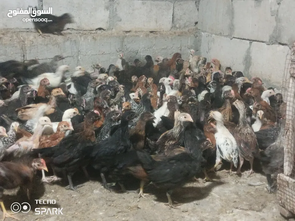 بسم الله ماشاءالله موجود فرخات بلدي نخب اول العدد 85 حبة العمر شهرين صلاة النبي الي شرا يرن ما منقصر