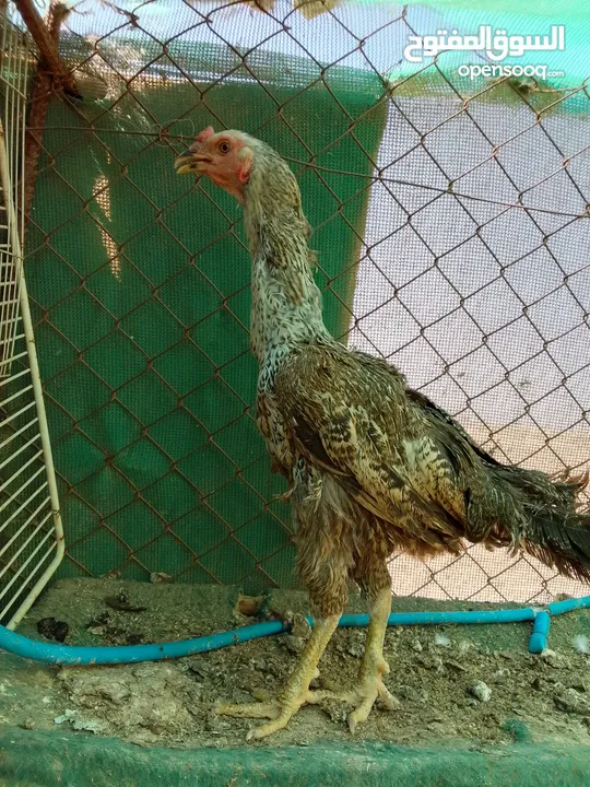 متاح ديك وفرخه باكستاني