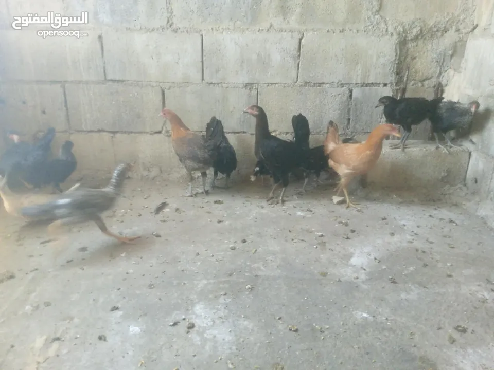 دجاج بلدي نخب اول للبيع