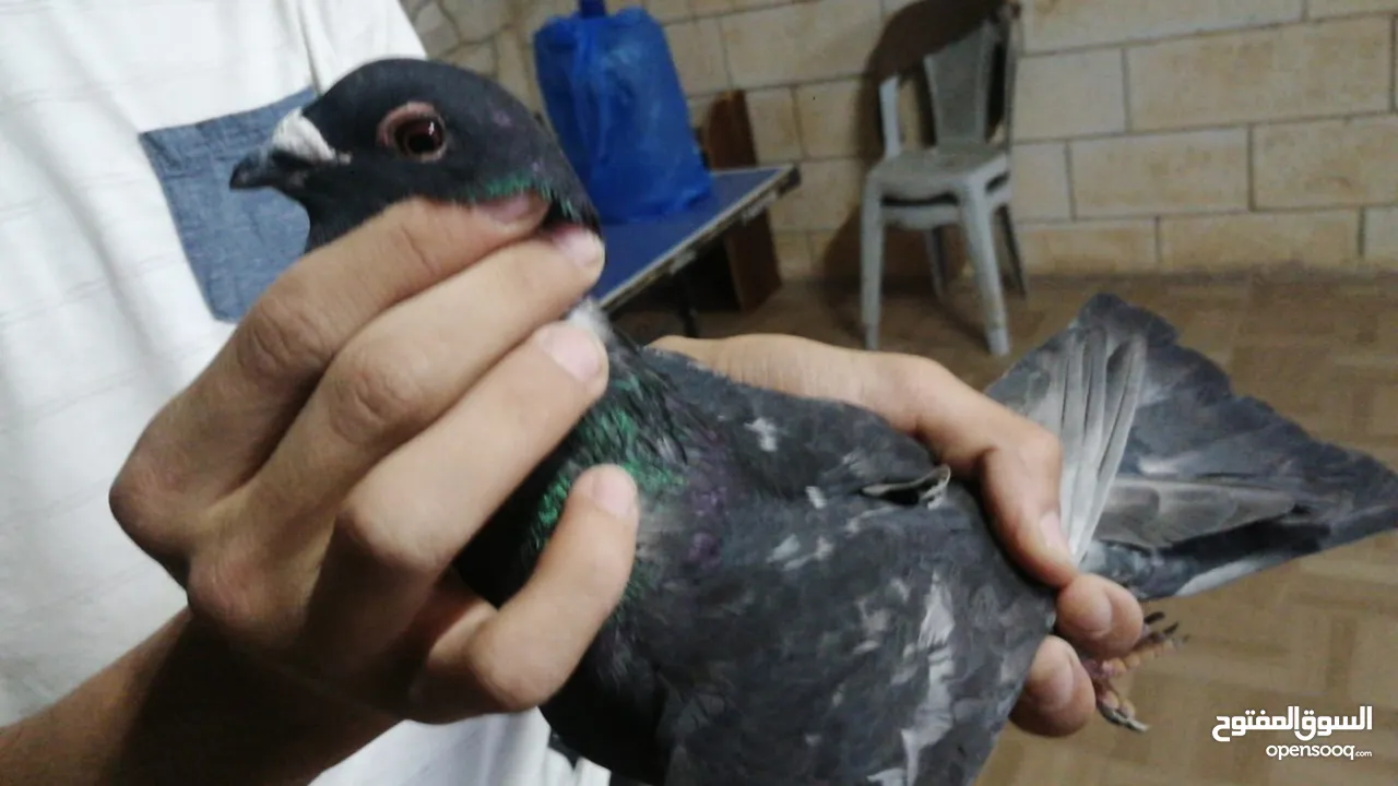 طيور فلت بسعر نار اقرأ الوصف