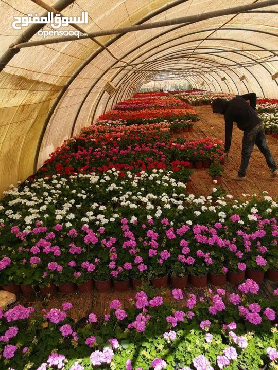 بعد إذن الإدارة  متوفر لدينا شجر زنزلخت الشماسي إيطالي أنثى ارتفاع من 180 سم إلى 250 سم سعر الشجره 6