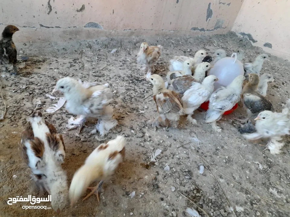صيصان براهما مستويات عالية