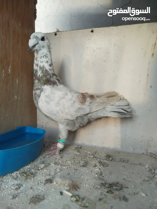 جوز كشكي اصفر طيره عجمية فحل هومر جوز مسكي