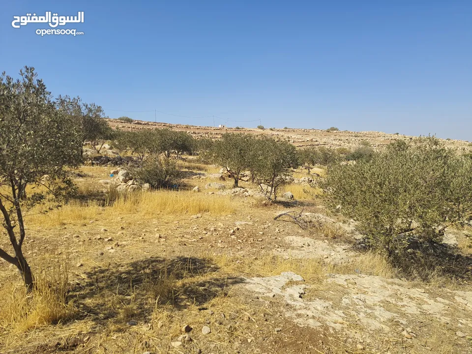 مزرعة للبيع