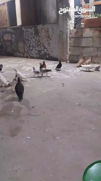 حمام للبيع