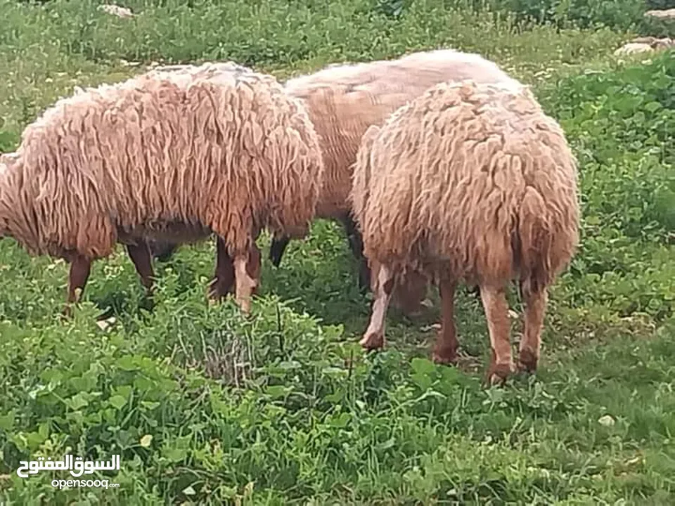 بصلاة على النبي