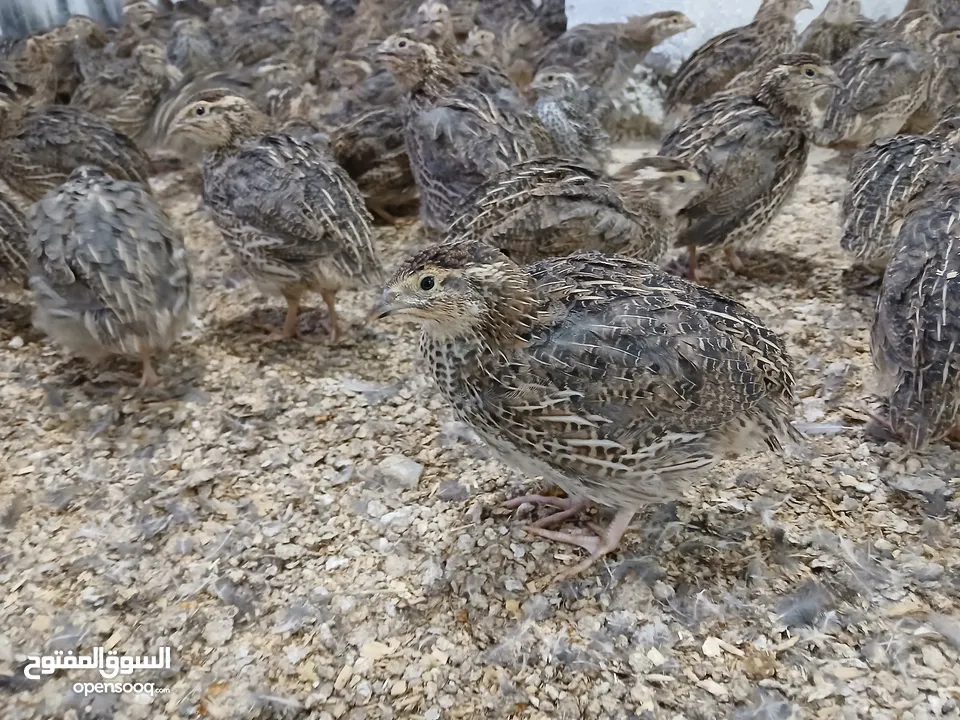 متوفر لدينا  فري (السمان) ذبخ +بياض
