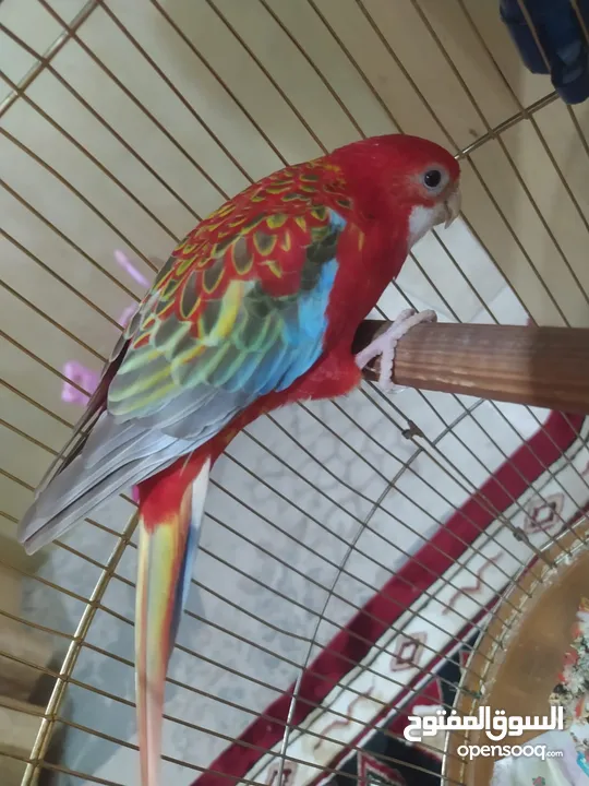 Eastern Rosella Bird