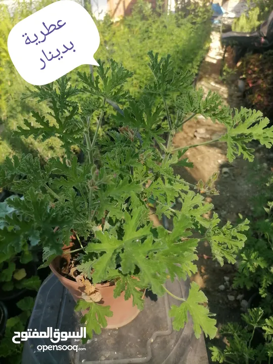 اشتال للبيع يتوفر اشتال منوعه وجميله