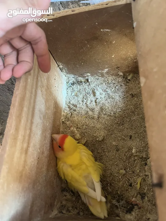 جوز روز لاتينيو انتاج ماكينة صلاة نبي