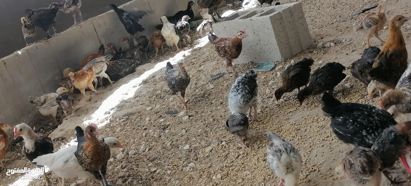 موجود صوص بلدي