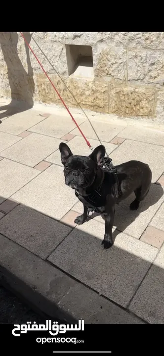 French Bulldog