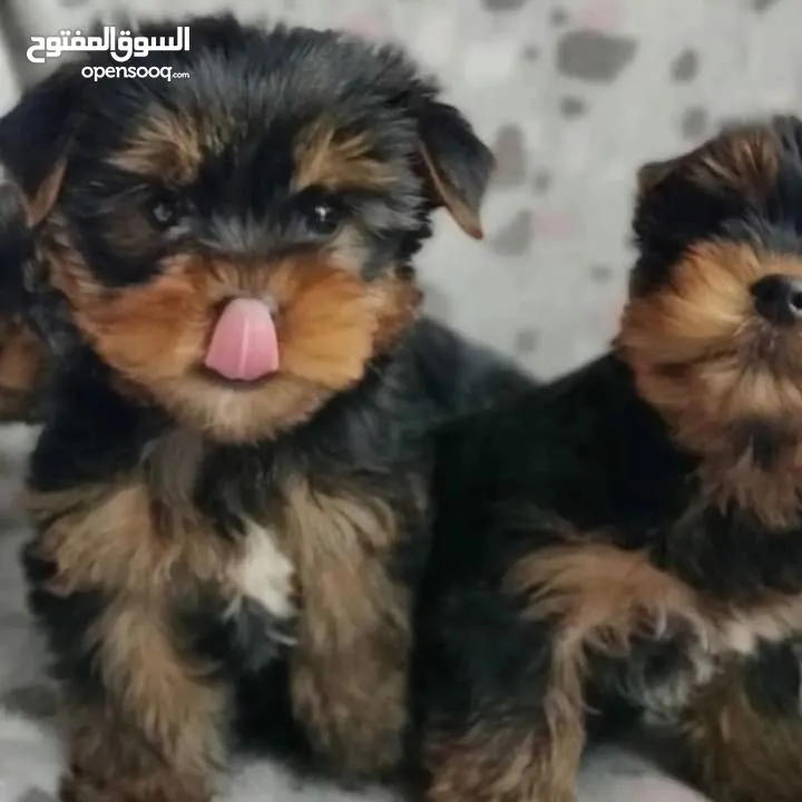 Yorkie for adoption. male and female.