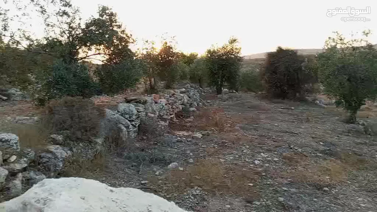 ارض زيتون للبيع