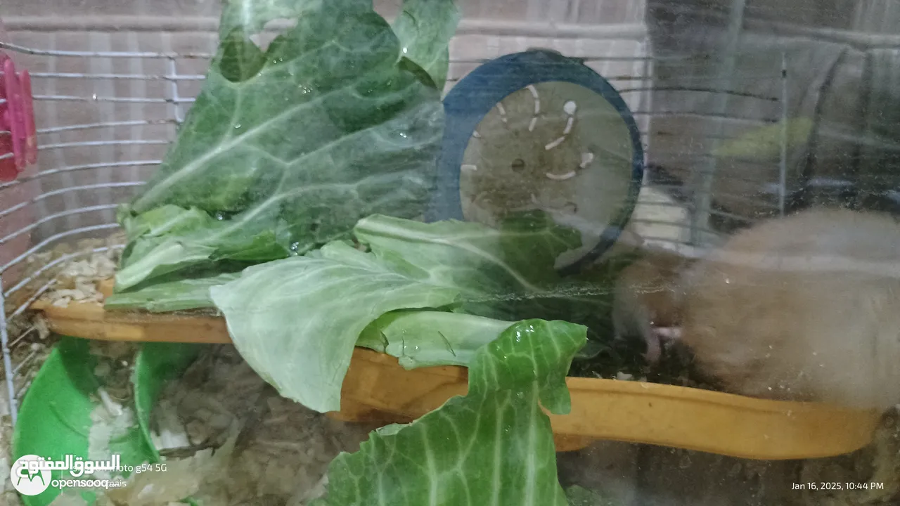 cute Hamsters for sale . very nice and joyful creatures 5 JDs for pair