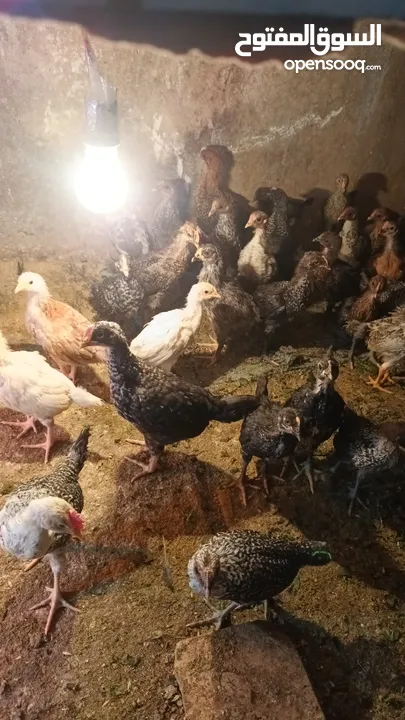 فقاسة فل كامل توماتيك للبيع
