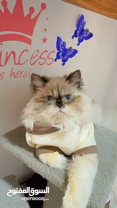 pure Himalayan cat royal cat male  3 code far blue eyes ask for price