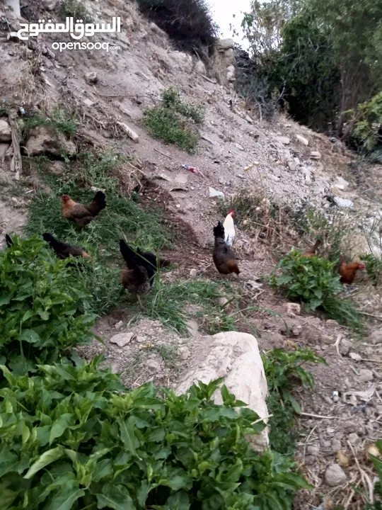 جاج بلدي للبيع الحاج مش كبير بالعمر اله شهرين بيبيض