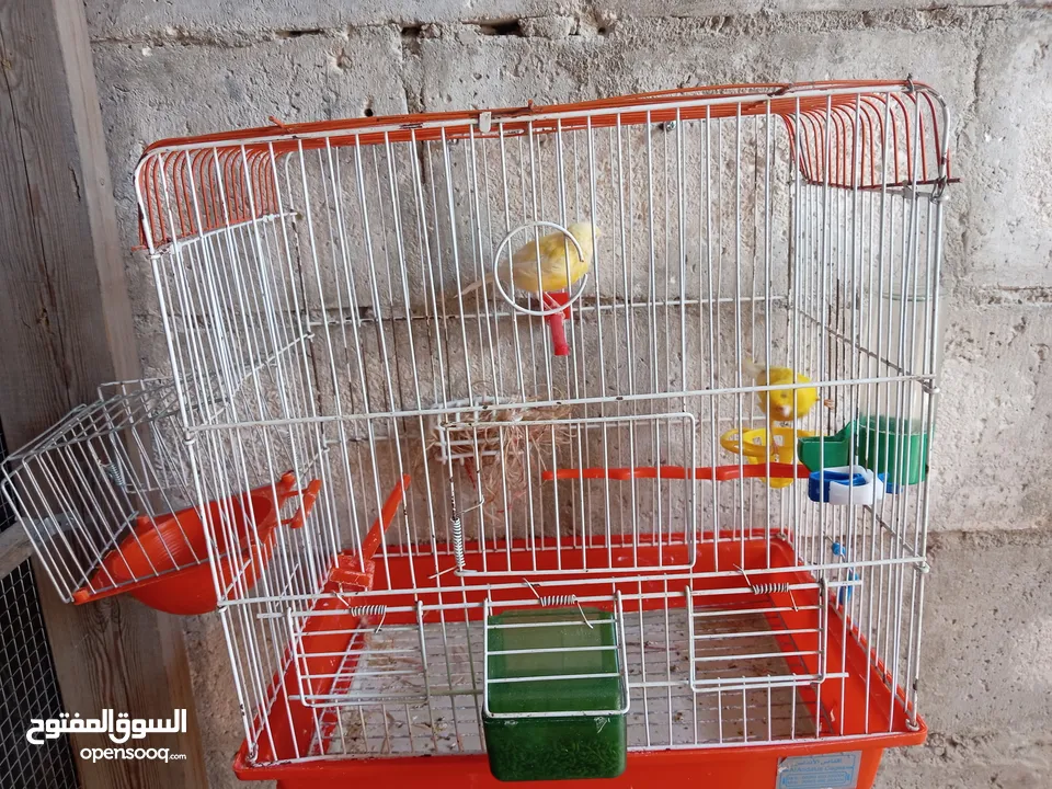 انثايتين كنار ليموني اليموني الغامقه جاهزه معبيه بدها تبيض اليموني الفاتح عمرها 5 أشهر شهر بتشتغل