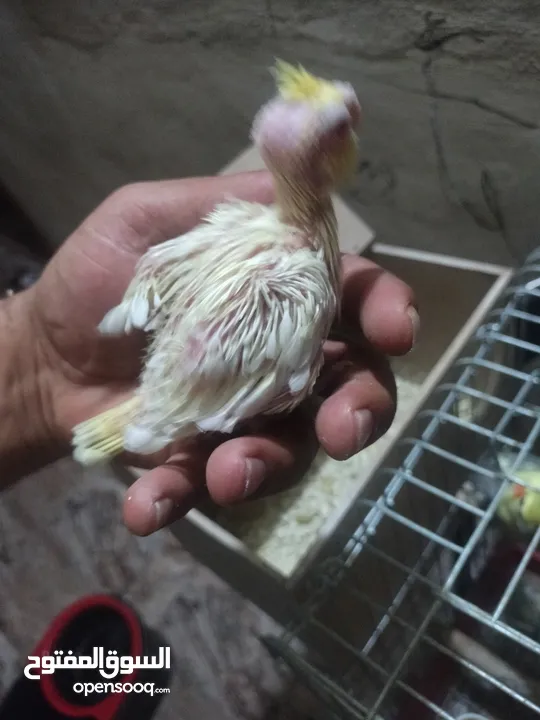 افراح كوكتيل زق يدوي