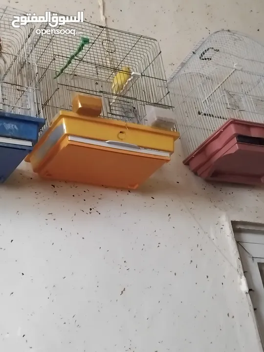 عصفير اللبيع