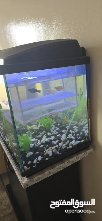 aquarium for sale