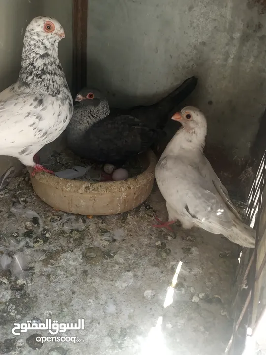 جوازين قراقطه +ذباني قراقطه حبات حلوة  شغالات بسعر حرررق