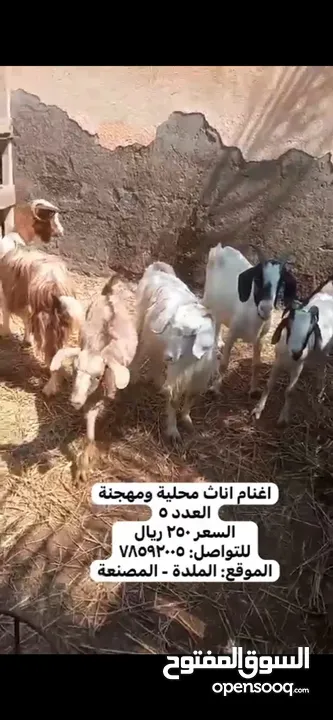 حلال منوع للبيع