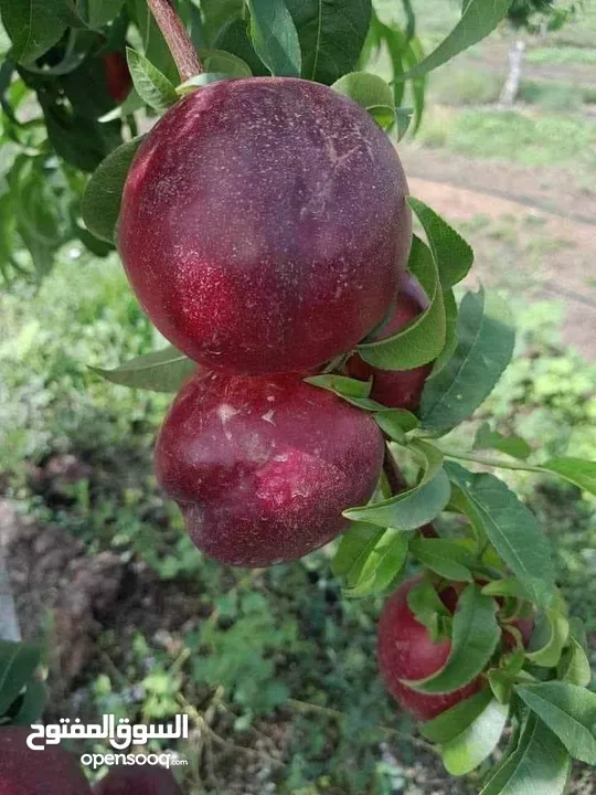 عروض علا جميع أنواع الأشجار اشتري كل 10شجرات واحصل على شجرتين مجاني والتوصيل مجانا