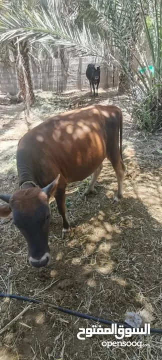 omani cows  3 midium 100% omani