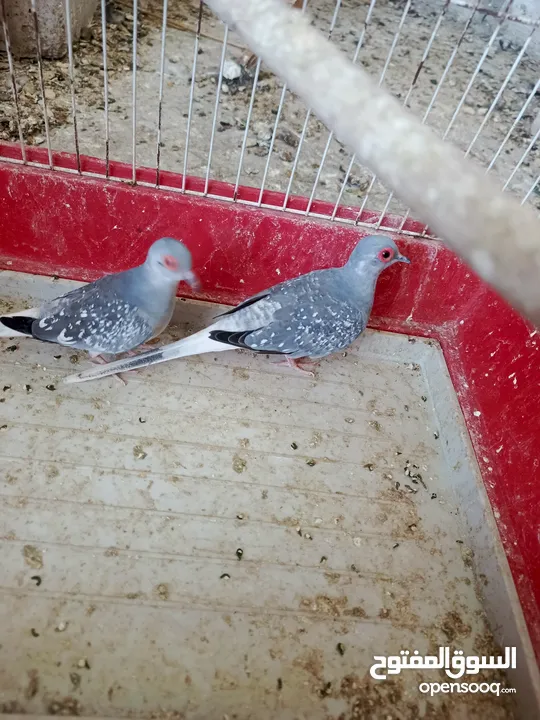 جوز ماسي شغال